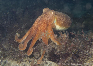 Lesser Octopus. Trefor pier. D3, 60mm. by Derek Haslam 